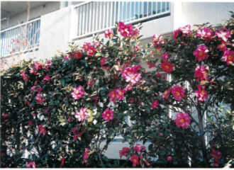 今月の花木　カンツバキ