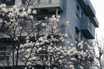 今月の花木　ハクモクレン