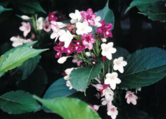 今月の花木　ハコネウツギ