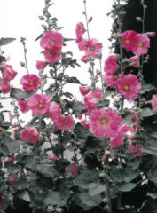 今月の花木　タチアオイ