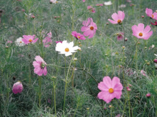 今月の花木　コスモス