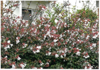 今月の花木　アベリア