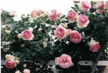 今月の花木　オトメツバキ