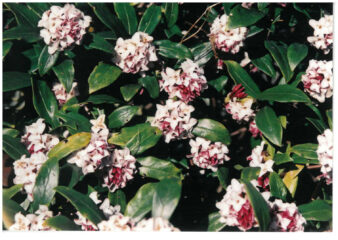 今月の花木　ジンチョウゲ