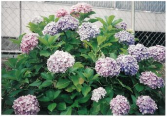 今月の花木　アジサイ