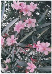 今月の花木　キョウチクトウ